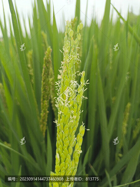 稻田稻花素材