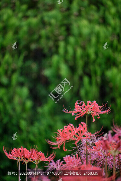 曼珠沙華