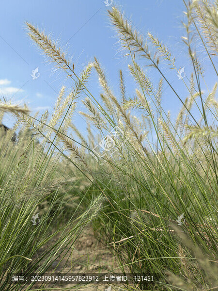 狗尾巴草