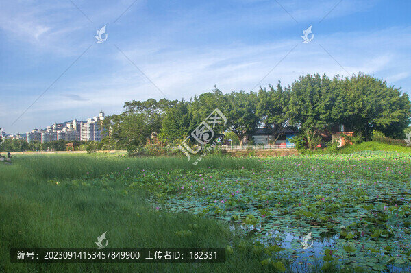 公園綠色