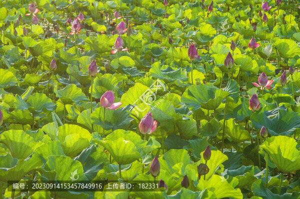 魅力荷花
