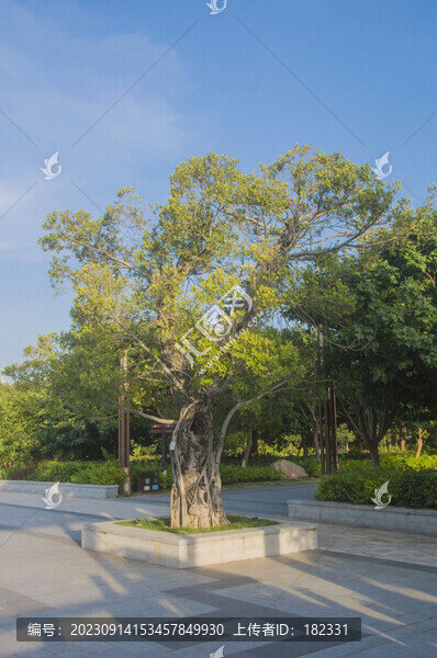 盆景榕樹