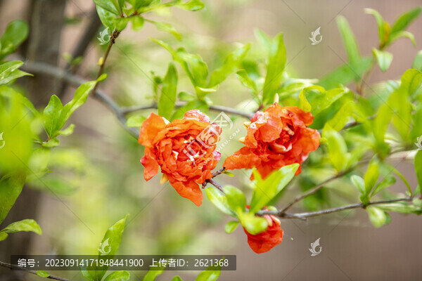 紅色多層石榴花