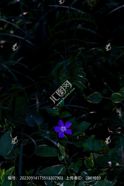 蔓長(zhǎng)春花