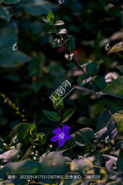蔓長春花