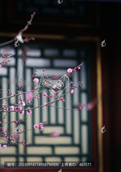 梅花