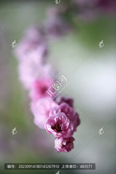 梅花