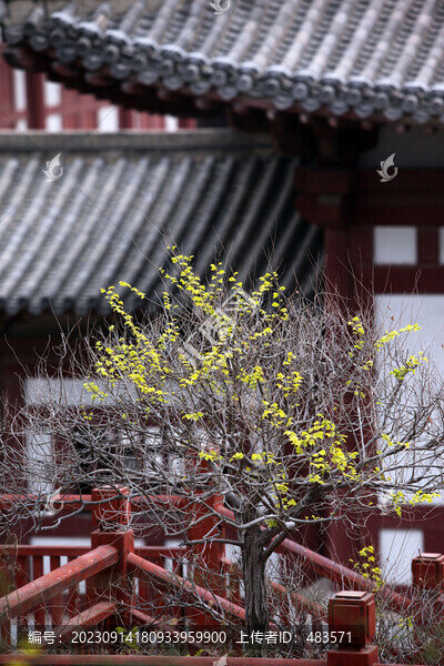 迎春花與古建筑