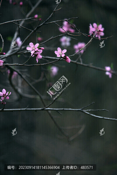 桃花