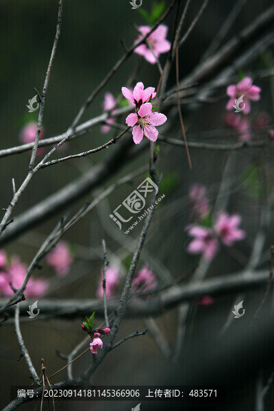 桃花