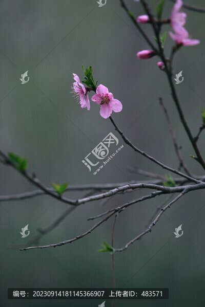 桃花