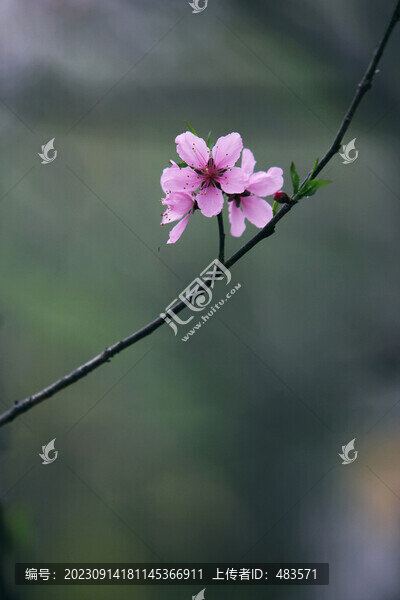 桃花