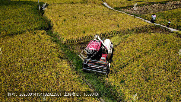 沃得收割機(jī)收割水稻
