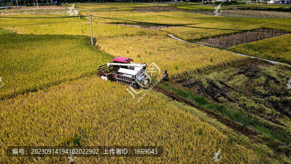 收割機收割水稻