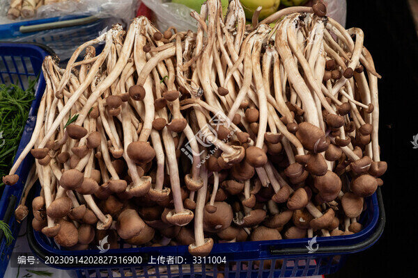 一筐新鮮茶樹菇豐收售賣