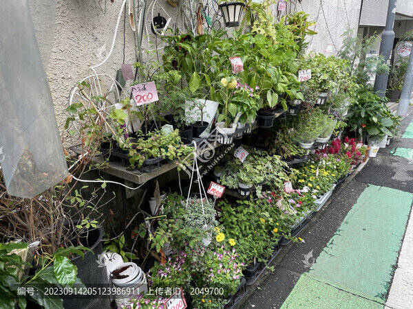 賣綠植的店鋪