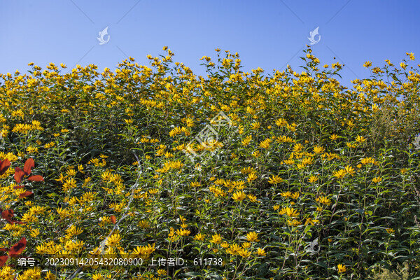 盛開(kāi)的野生菊芋花