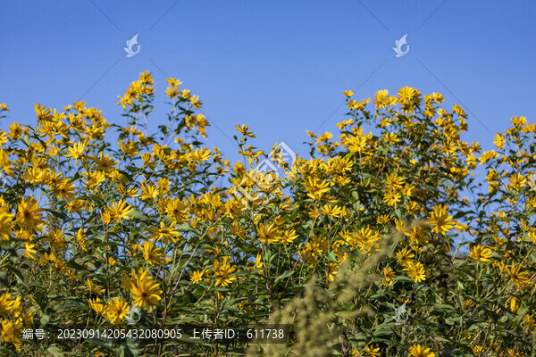 盛開(kāi)的野生菊芋花