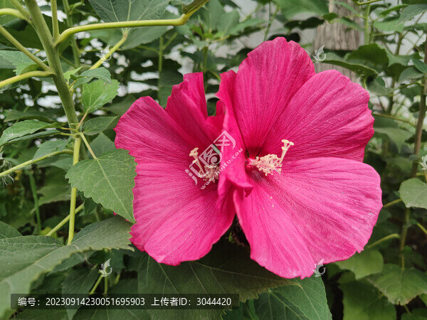芙蓉葵