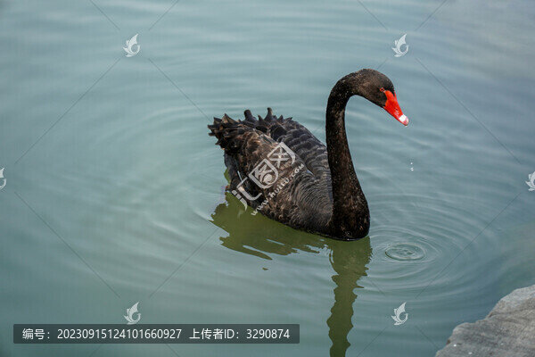 湖中有一只美麗的黑天鵝
