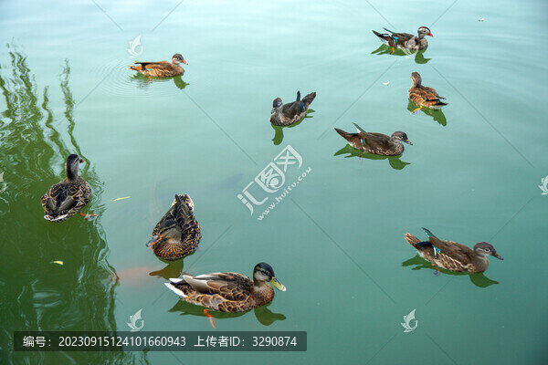 湖中游泳的野鴨