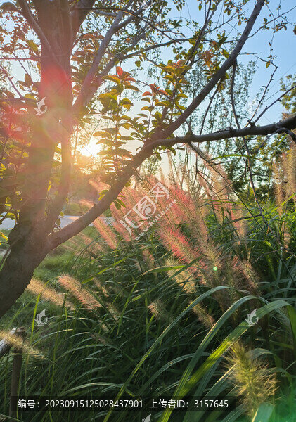 被夕陽(yáng)染紅的狼尾草