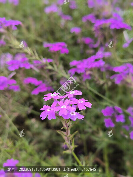 美女樱紫色小花
