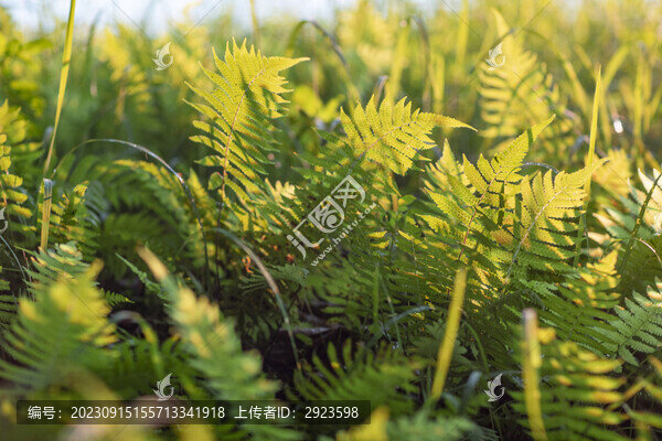 早晨生機(jī)勃勃的蕨類(lèi)植物