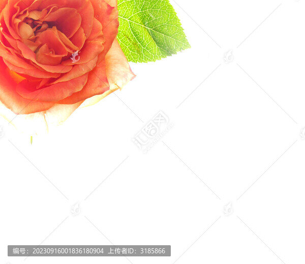 玫瑰花