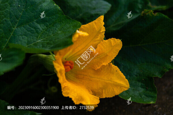 la南瓜花
