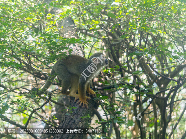 松鼠猴穿梭在小樹林