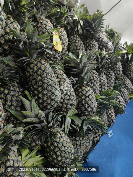 新鮮鳳梨菠蘿
