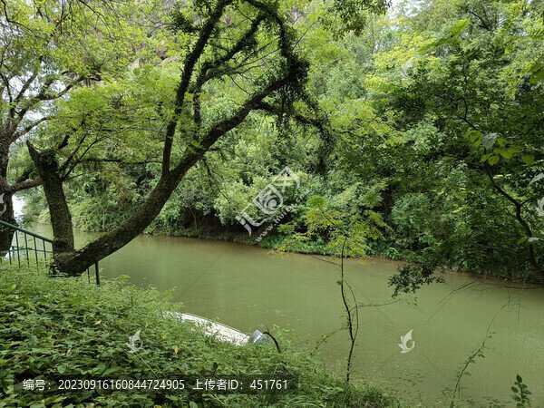 幽靜樹林