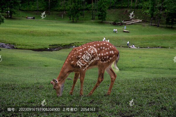 黑龍江伊春金山鹿苑