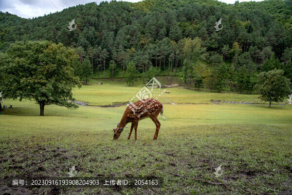 黑龍江伊春金山鹿苑