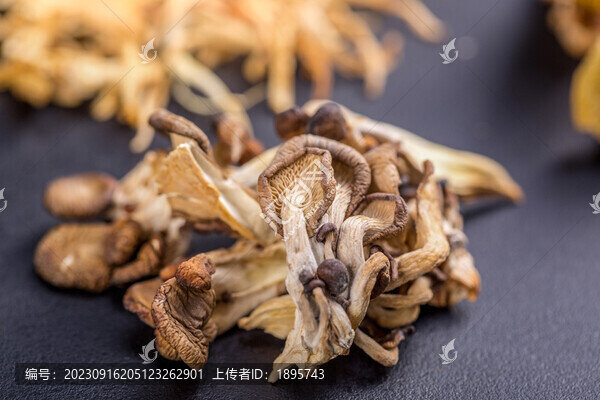 煲湯料野生雞樅菌