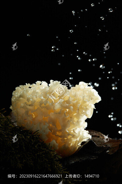 繡球菌