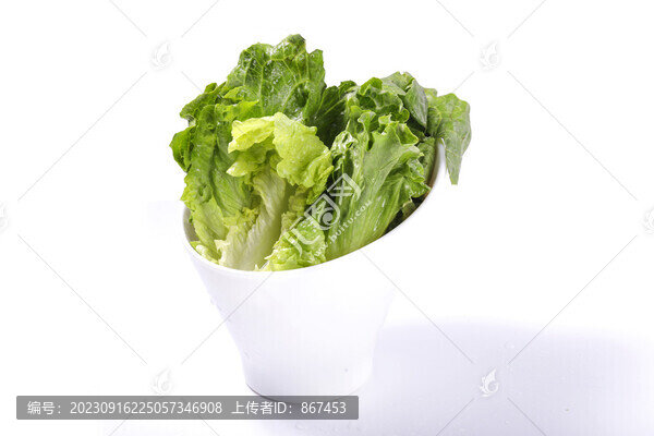 生菜