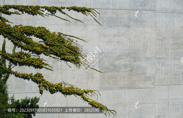 爬山虎