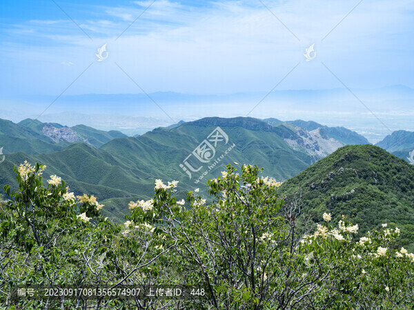 云中草原山花爛漫