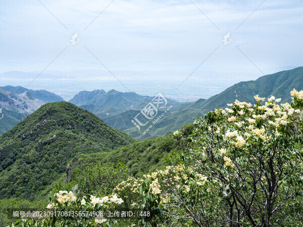 云中草原山花爛漫