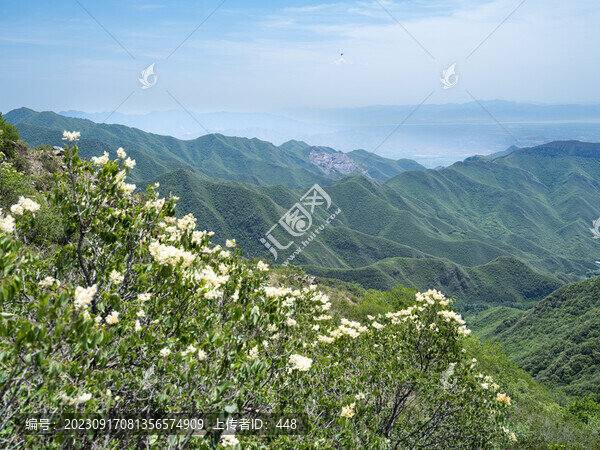 云中草原山花爛漫