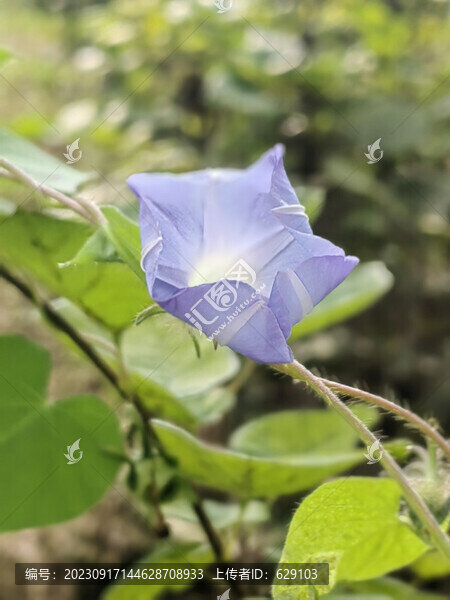 牽牛花