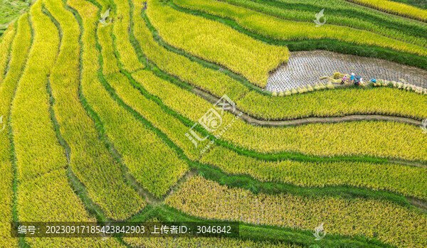 梯田秋景