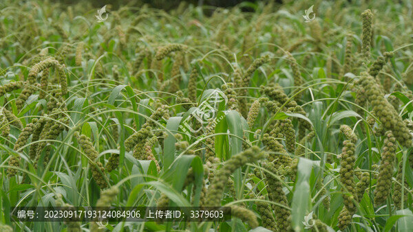 小米