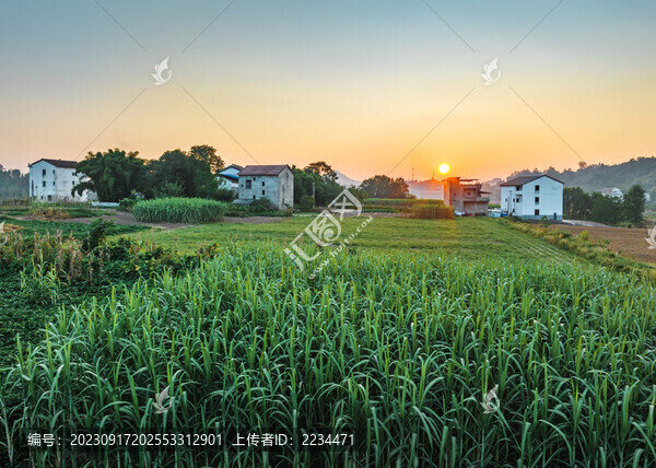 甘蔗林