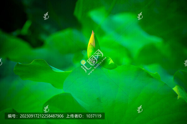 荷花含苞