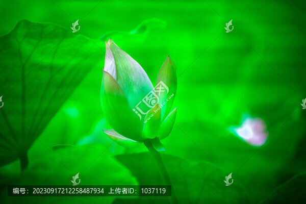靈動(dòng)荷花