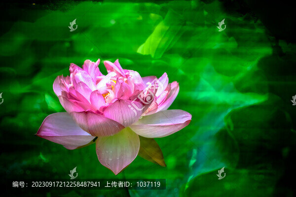 靈動荷花