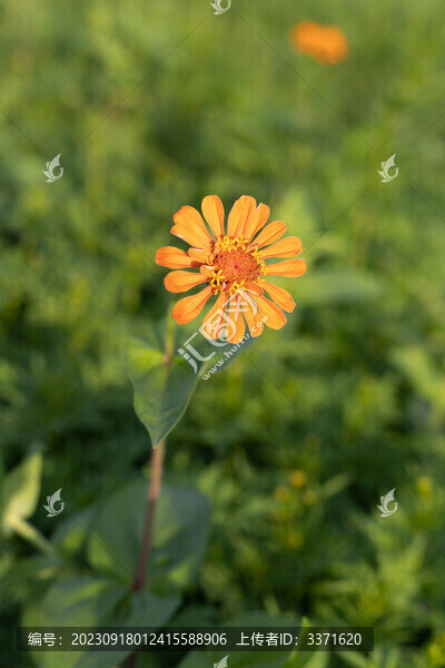 黃色百日菊